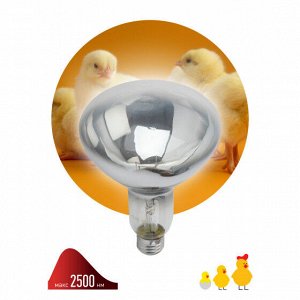 Лампа ЭРА ИКЗ 220-250 R127, шт