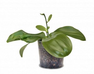 Фаленопсис, орхидея БЕЗ ЦВЕТОВ