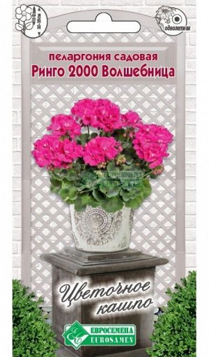 Цветы Пеларгония Ринго Волшебница ЦВ/П (ЕС) 3шт садовый однолетник 30-35см