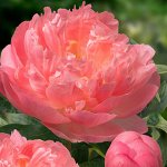 Пион Pink Hawaiian Coral