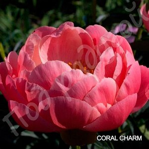 Пион Coral Charm