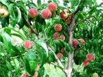 САЖЕНЦЫ ПЕРСИКА КИЕВСКИЙ РАННИЙ