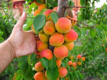 🌳 Многолетние саженцы Любителям сирени — АБРИКОС - плодовые деревья