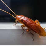От ползающих насекомых (тараканы, клопы, муравьи)