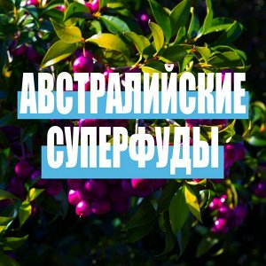 SOS Шампунь для поврежденных волос с австралийскими суперфудами, AUSSIE, 290 мл