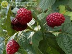 Малина ремонтантные сорта (штамбовый тип куста) Пингвин