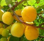 СЛИВА  АННУШКА ( ЖЕЛТАЯ )