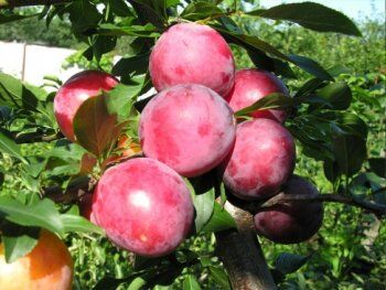 ЛПХ СУРАЖЕВСКИЙ 🌲Многолетние саженцы🌱🍒