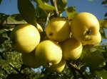 САЖЕНЦЫ ЯБЛОНИ СИБИРСКОЕ ЗОЛОТО
