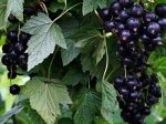 СМОРОДИНА-ЧЕРНАЯ, ЧЕРНАЯ ДАЧНИЦА