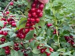 ВИШНЯ  ВОЙЛОЧНАЯ СКАЗОЧНАЯ