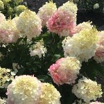 Гортензия метельчатая Пинки Промис