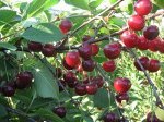 ВИШНЯ ЩЕДРАЯ ( МАКСИМОВСКАЯ )