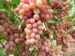 ВИНОГРАД САЖЕНЦЫ ВИНОГРАДА «ЛИВИЯ КОМБЕЛЛ»