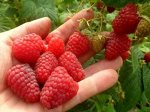 САЖЕНЦЫ МАЛИНЫ «БАРНАУЛЬСКАЯ»