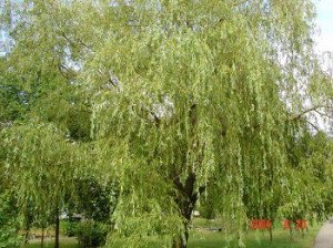САЖЕНЦЫ ИВЫ «ПЛАКУЧАЯ»