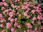 ЛПХ СУРАЖЕВСКИЙ 🌲 Многолетние саженцы оплата