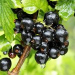 Смородина чёрная Добрыня