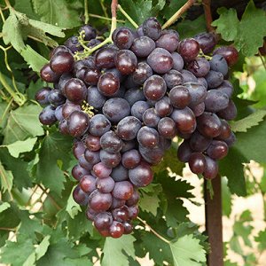 Виноград плодовый Низина