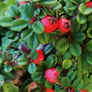 Кизильник стелющийся Стрейбс Файндлинг