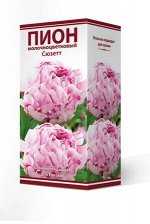 Пион молочноцветковый Сюзетт