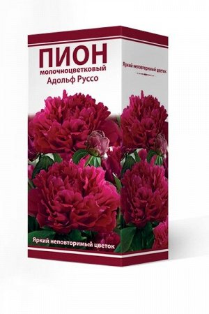 Пион молочноцветковый Адольф Руссо/Поиск/(1шт.-уп.)