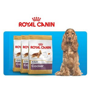 Корм для американского кокер спаниеля. Английский кокер спаниель роял канин. Какой корм для спаниелей. Eukanuba американский кокер спаниель. Английский кокер спаниель роял канин.