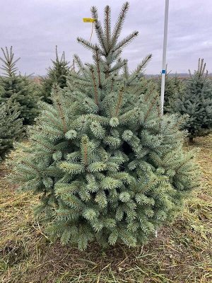 Садовый центр Ель голубая &quot;Глаука&quot; саженец