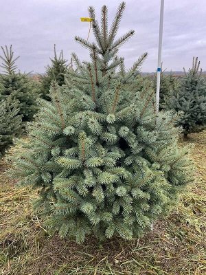 Ель голубая &quot;Глаука&quot; саженец