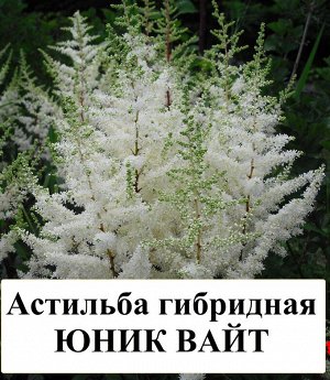 Астильба гибридная Юник Вайт