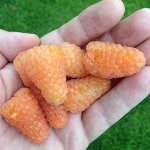 Малина ремонтантная Жёлтый гигант