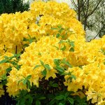 Японска азалия Golden
