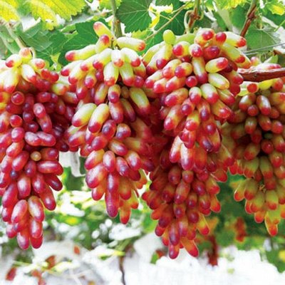 15 сортов жимолости на любой вкус — Виноград