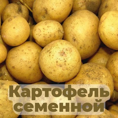 Акция! Малина Барнаульская 250 рублей — Картофель семенной. Фасовка от 1 кг