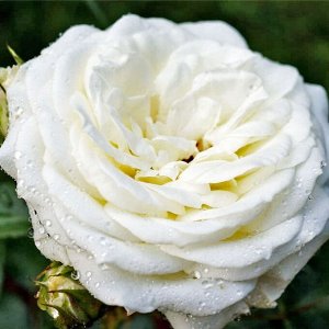 Роза Анастасия