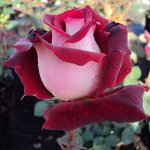 Саженцы розы оссирия