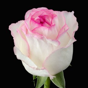 Саженцы розы Дольче Вита