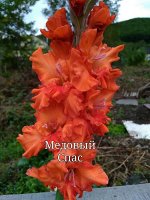 Медовый спас