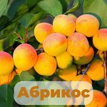 Саженцы абрикоса 949 рублей
