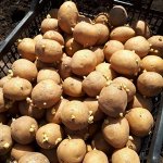 Картофель семенной фасовка 1 кг