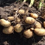 Картофель семенной Зекура 5 кг.