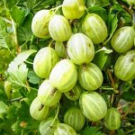 Саженцы крыжовника бесшипный Уральский