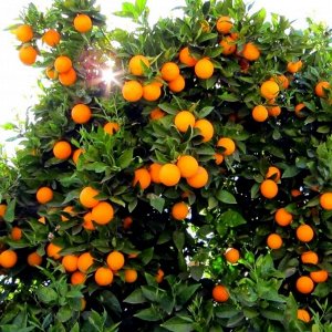 Апельсин Ориана
