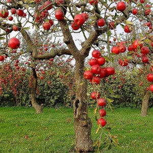 Яблоня красномясая Байя Мариса