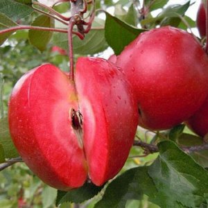 Яблоня красномясая Винерпо