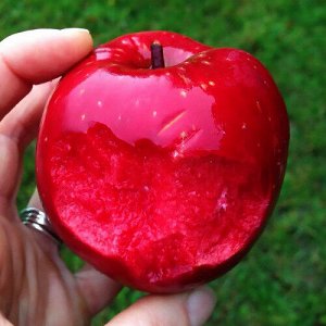 Яблоня красномясая Винерпо