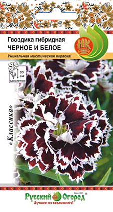 Цветы Гвоздика гибридная Черное и Белое (50шт)