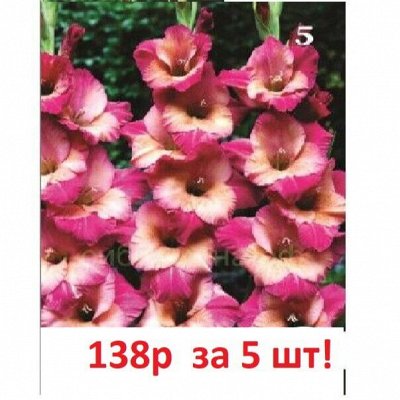 Семенариум - СНИЖЕНИЕ ЦЕНЫ!!!