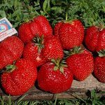 Клубника Машенька набор из 5 штук
