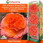 Роза Рене Госсини (Чайно-гибридная) 1шт (Сиб сад)
